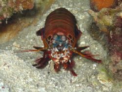 Money Mantis Shrimp Shot. Bohol, PI. by Ben Nichols 